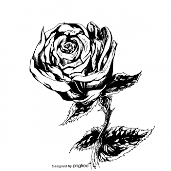 Black And White Rose Png, Vector, PSD, and Clipart With ...