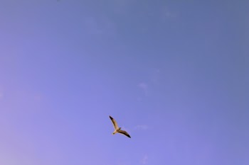 Black and White Seagull Flying during Day Time