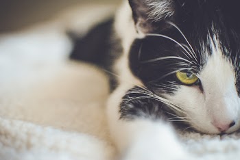 Black and White Short Coated Cat