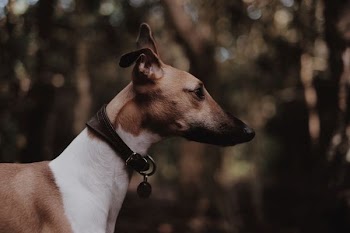 black and white short-coated dog
