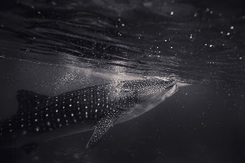 Black and white shot of shark | Free Photo - rawpixel