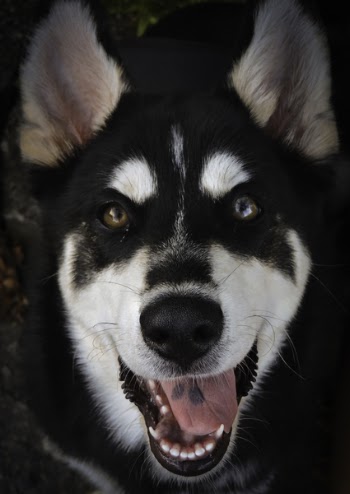 Black And White Siberian Husky Close-Up Photo