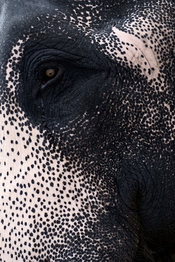 Black and White Skin Of An Animal