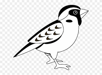 Black And White Sparrow Clipart - Black And White Image Of Sparrow