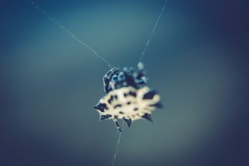 Black and White Spinny Orb Weaver Spider