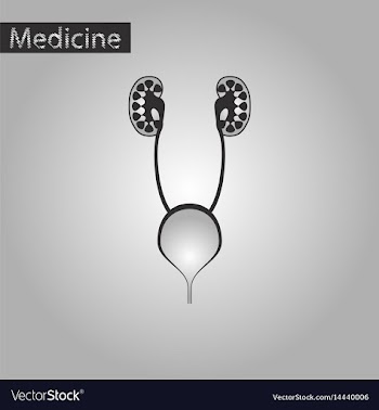 Black and white style icon of excretory system vector image
