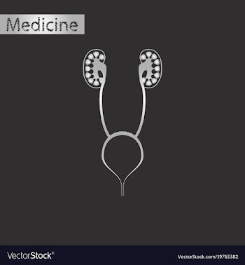 Black and white style icon of excretory system vector image
