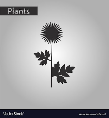 Black and white style icon of flower aster vector image