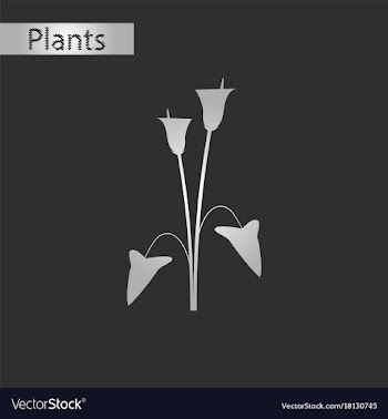Black and white style icon of flower calla vector image