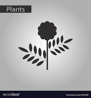 Black and white style icon of plant tagetes vector image