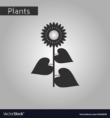 Black and white style icon of sunflower vector image