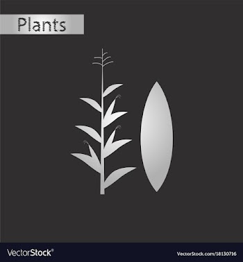 Black and white style icon of zea mays vector image