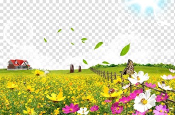 Black and white swallowtail butterfly perched on white petaled flower near fence overlooking red painted house roof under blue sky at daytime illustration, Flower Poster, Flowers transparent background PNG clipart