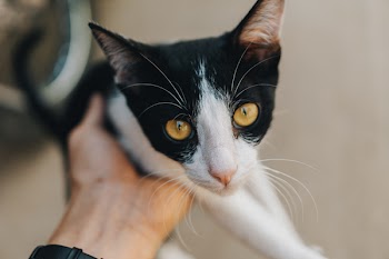 Black and White Tabby Cat