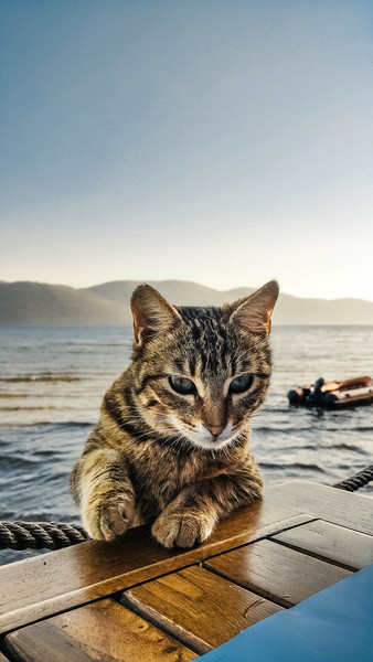 Black and White Tabby Cat Leaning on Brown Wooden Surface Beside Sea