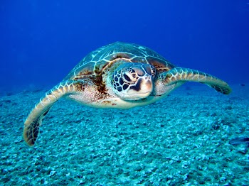 Black and White Turtle