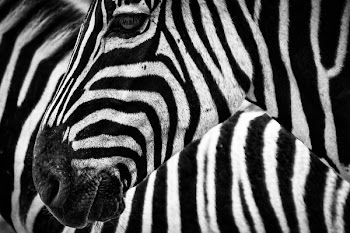 Black and White Zebra