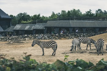 Black and White Zebra