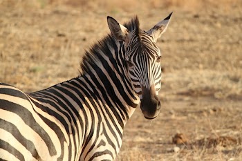 Black and White Zebra Standing during Daytime