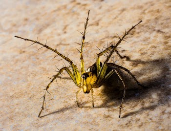Black and Yellow Arachnia