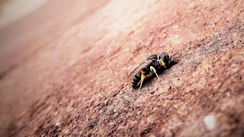 Black and Yellow Bee on Brown Surface
