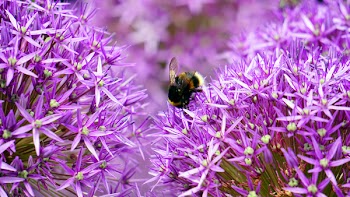 Black and Yellow Bee on Purple and White Flower during Day Time