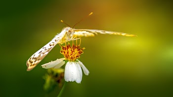 Black and Yellow Butterfly