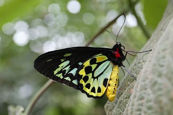 black_and_yellow_butterfly.jpg