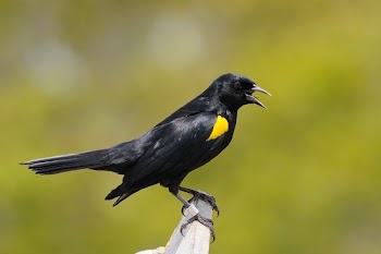 Black and Yellow Crow