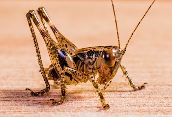 Black and Yellow Grasshopper
