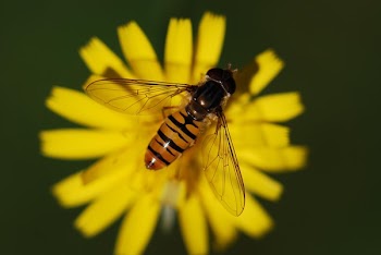 Black and Yellow Honey Bee on Yellow Petaled Flower during Daytime]