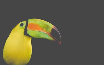 Black and Yellow Long-beak Bird Photo