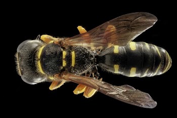 Black and Yellow Wasp