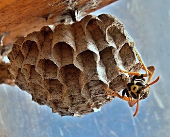 Black and Yellow Wasp