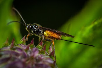 Black and Yellow Wasp Close-up Photography