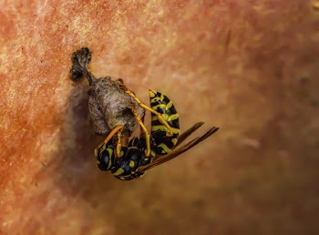 Black and Yellow Wasp on Brown Surface