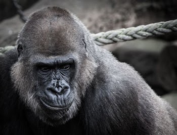 black ape beside gray rope