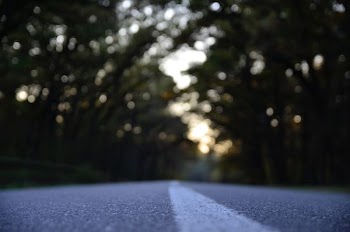 black asphalt road between tree line