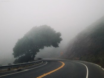 Black Asphalt Road Near Mountain and Green Leafed Tree ]