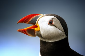 Black Atlantic Puffin