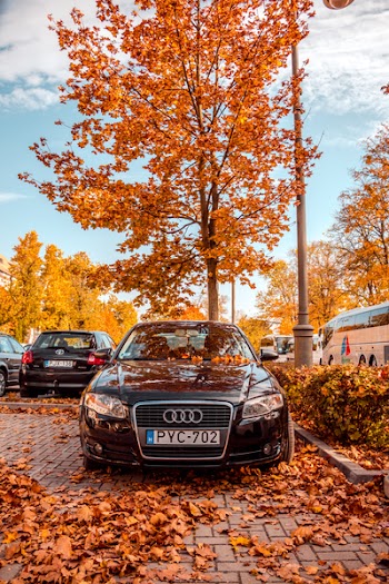 Black Audi Vehicle Parked Near Tree
