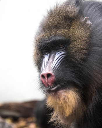 Black Baboon