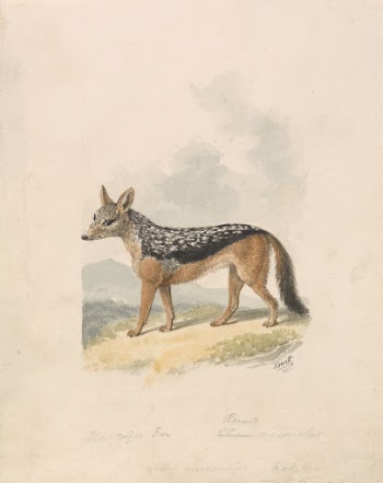 Black-backed Jackal | Free Photo - rawpixel