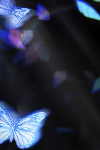 Black background, blue butterfly, aesthetic | Free Photo - rawpixel