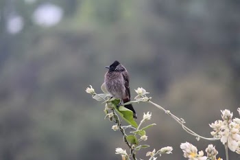 black beak bird on top of green leaves
