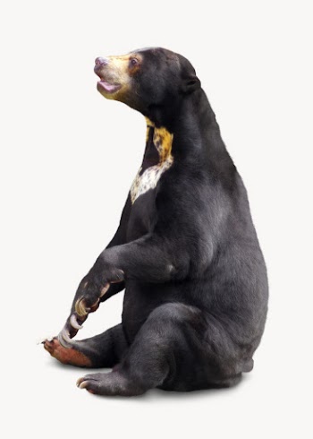Black bear isolated on white, | Free Photo - rawpixel