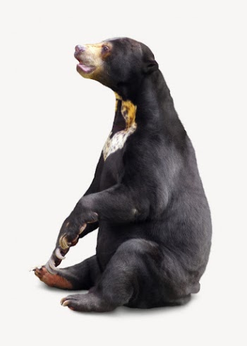 Black bear isolated on white, | Free PSD - rawpixel