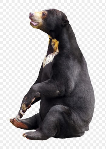 Black bear png clipart, wildlife, | Free PNG - rawpixel