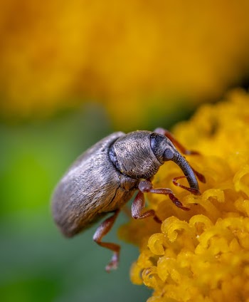 Black Beetle