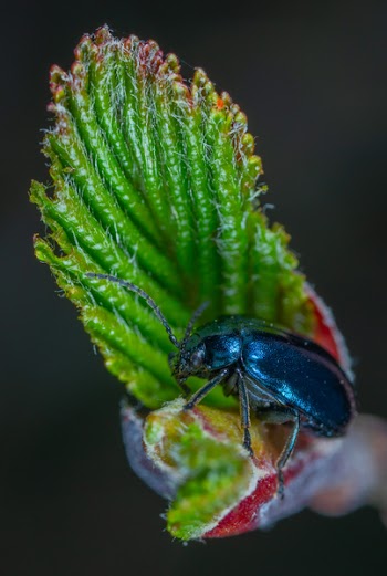 Black Beetle